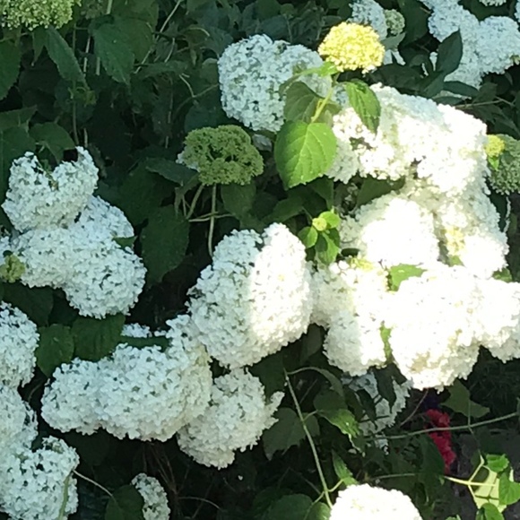 Meet your Posher, Linda - Picture 1 of 1